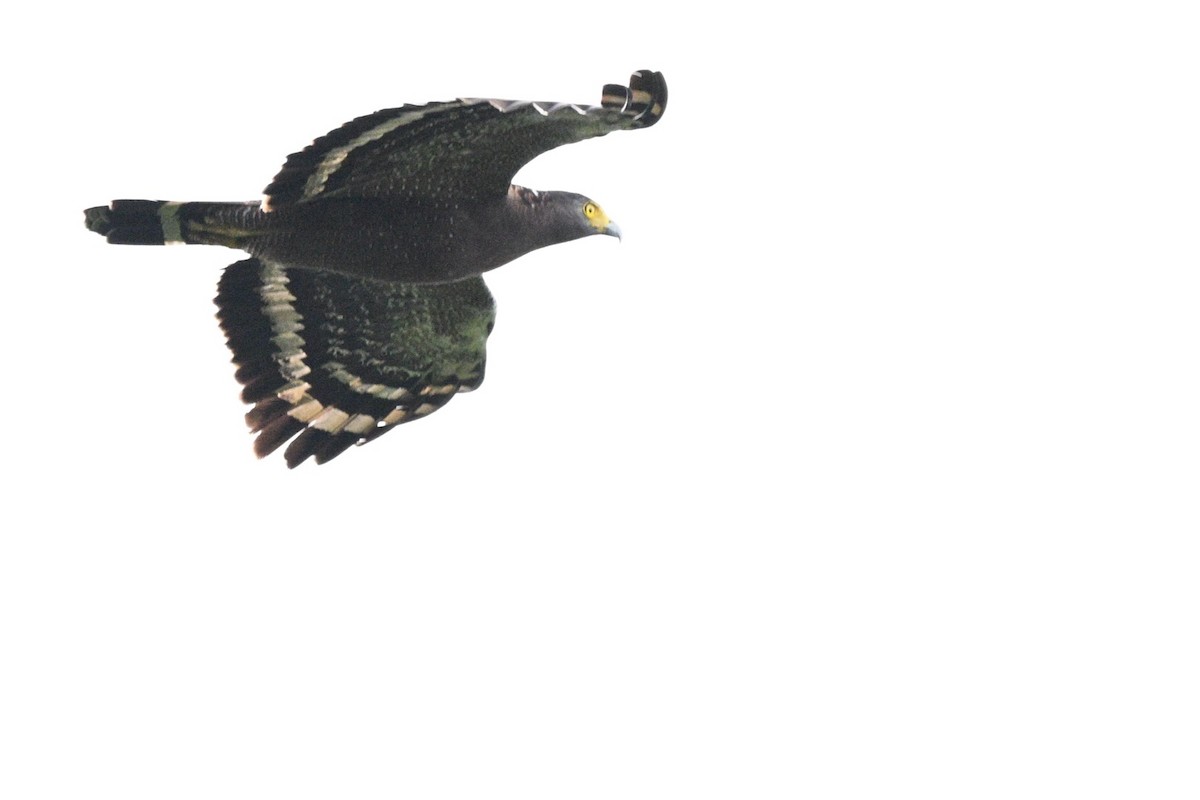 Haubenschlangenadler - ML644803839