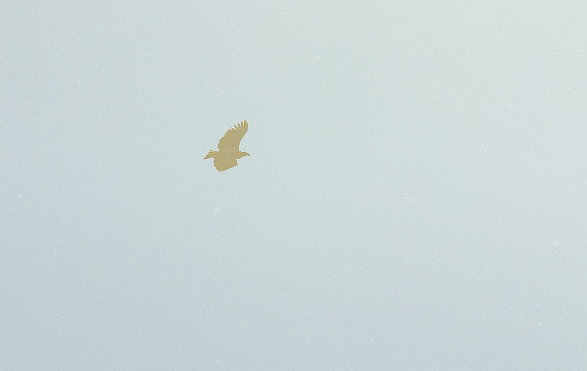 White-tailed Eagle - ML644803840