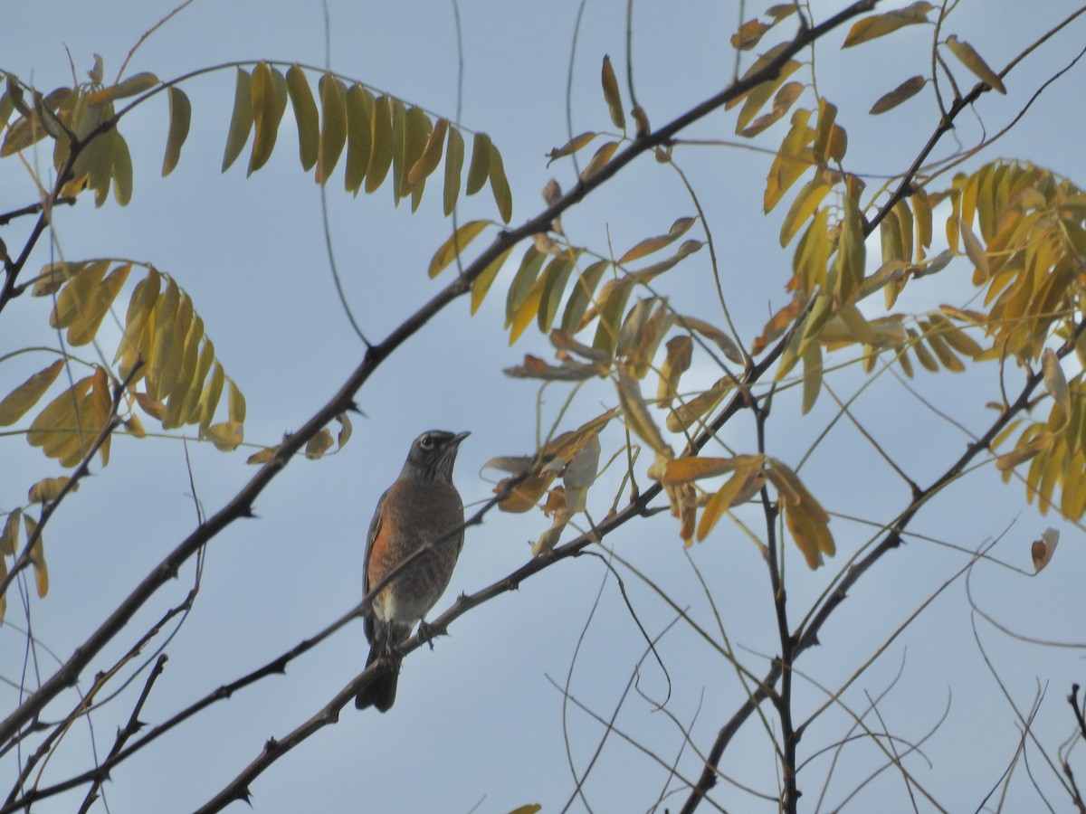 drozd stěhovavý - ML644803849