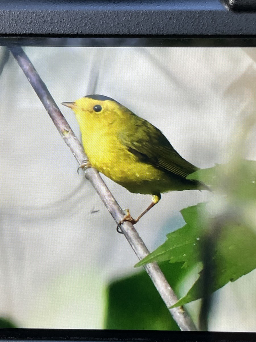 Wilson's Warbler - ML644803855