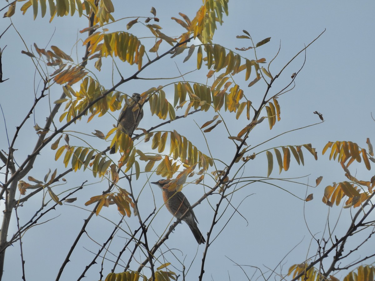 drozd stěhovavý - ML644803861