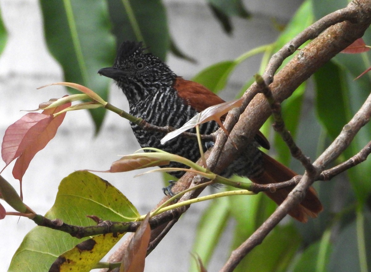 Chestnut-backed Antshrike - ML644803863