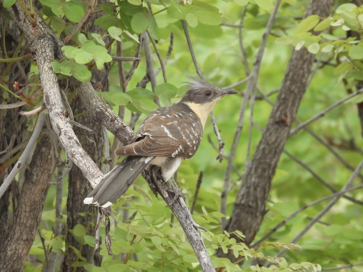 Tepeli Guguk - ML644803870