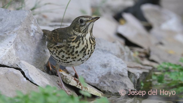 Öter Ardıç - ML644803872