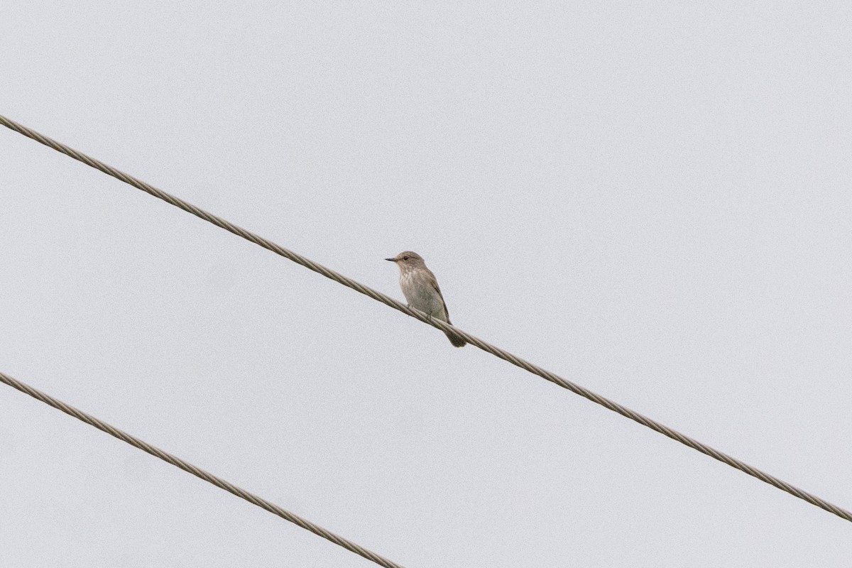 Spotted Flycatcher - ML644803886