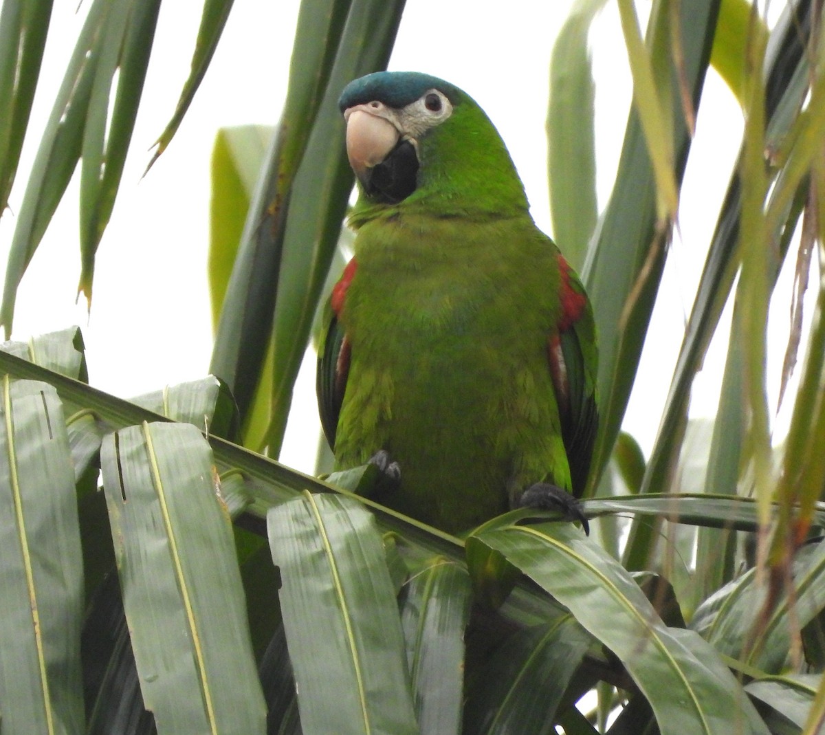 Red-shouldered Macaw - ML644803901