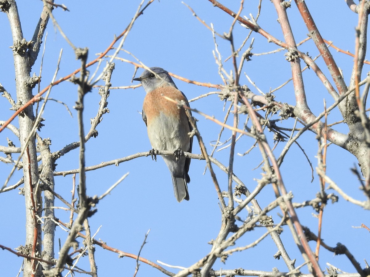 vestblåfugl - ML644803903