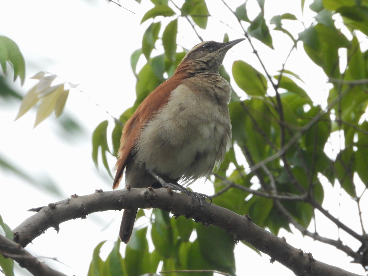 Wing-banded Hornero - ML644803916