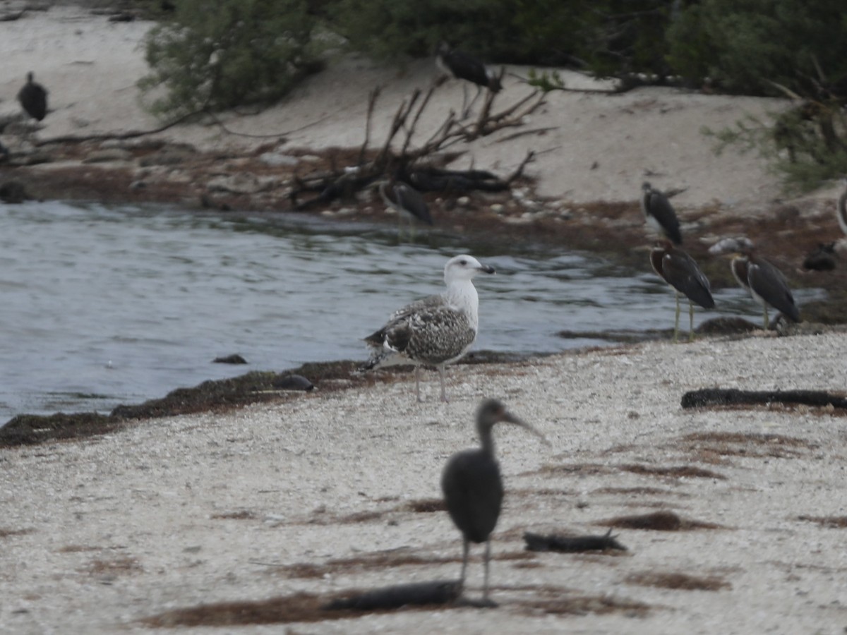 Great Black-backed Gull - ML644803921