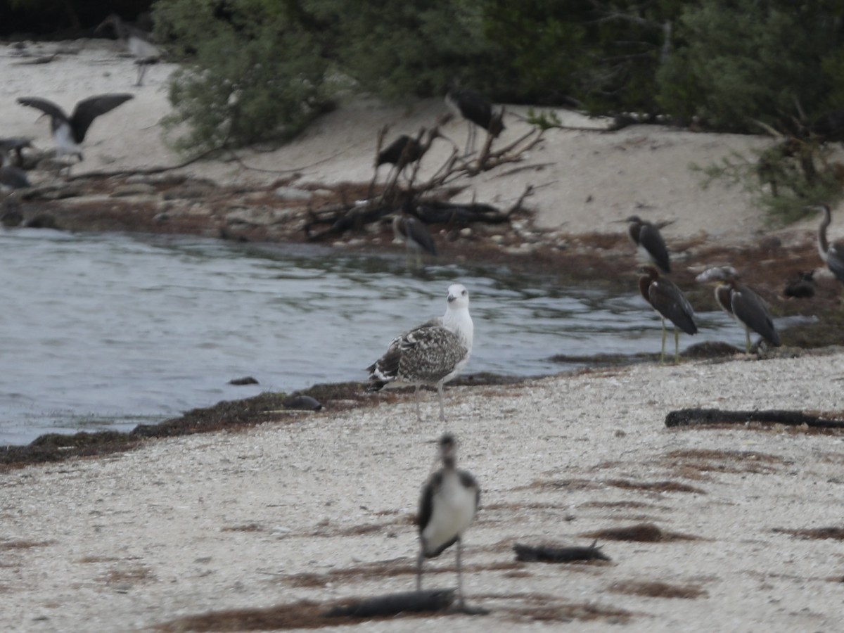 Great Black-backed Gull - ML644803922