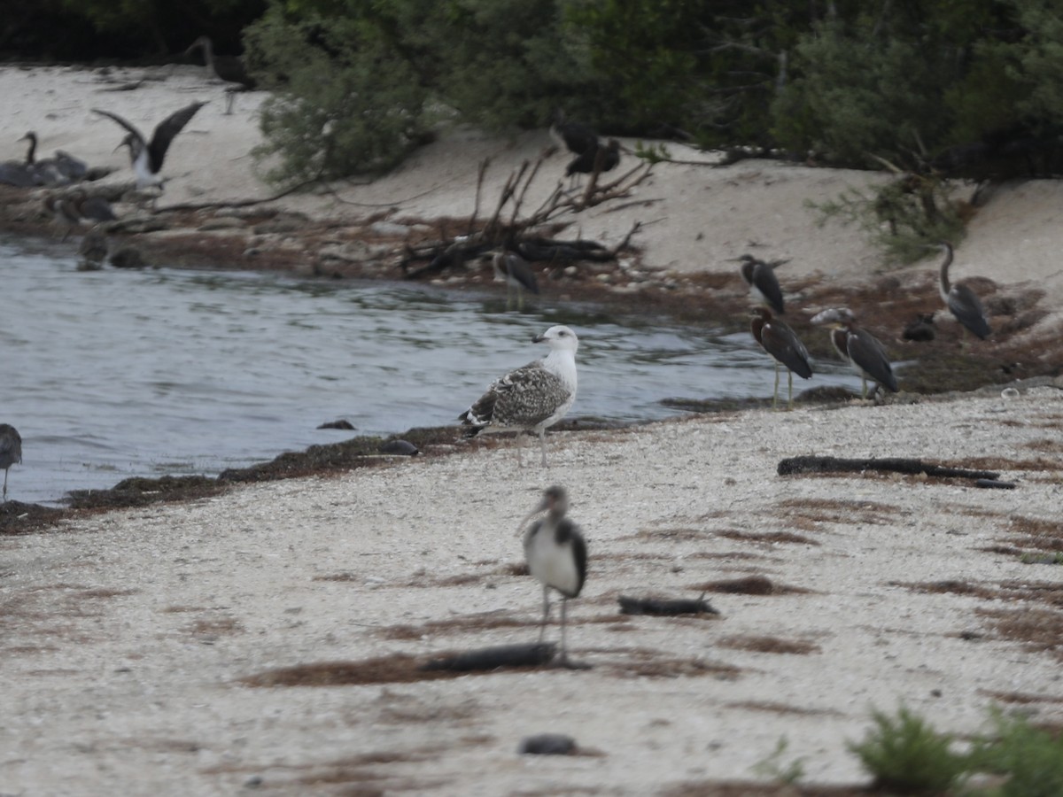 Great Black-backed Gull - ML644803923