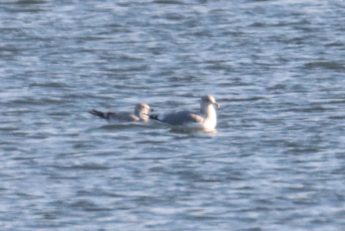 California Gull - ML644803928