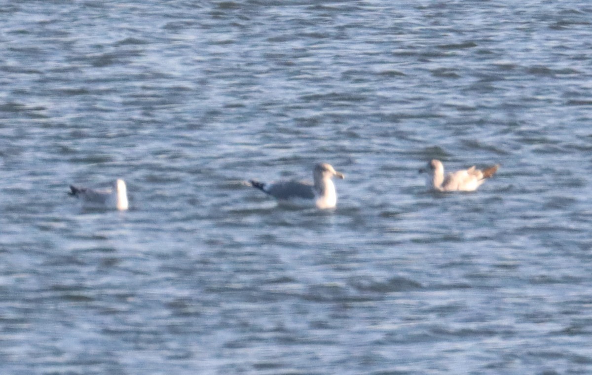 California Gull - ML644803929