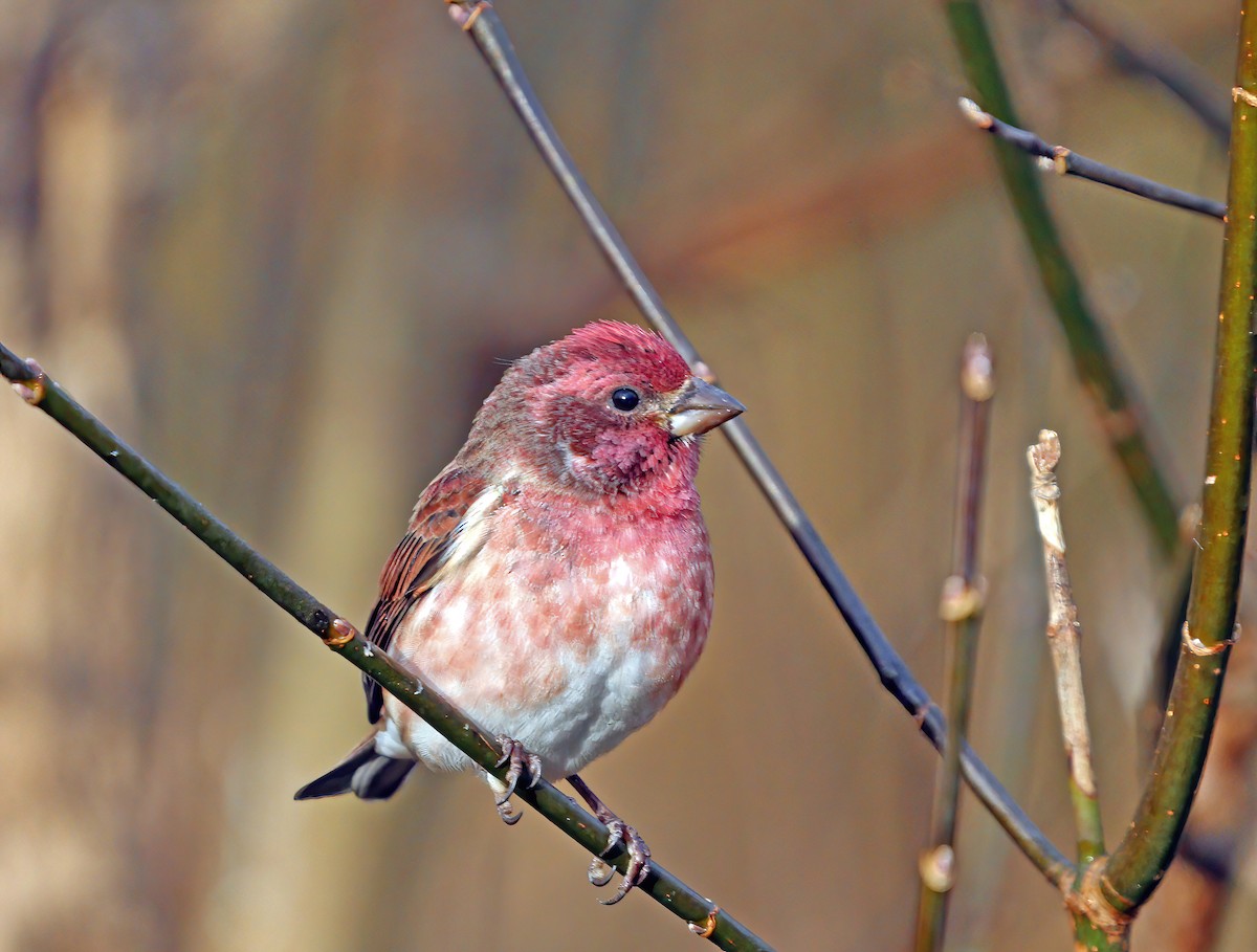 Purple Finch - ML644803936