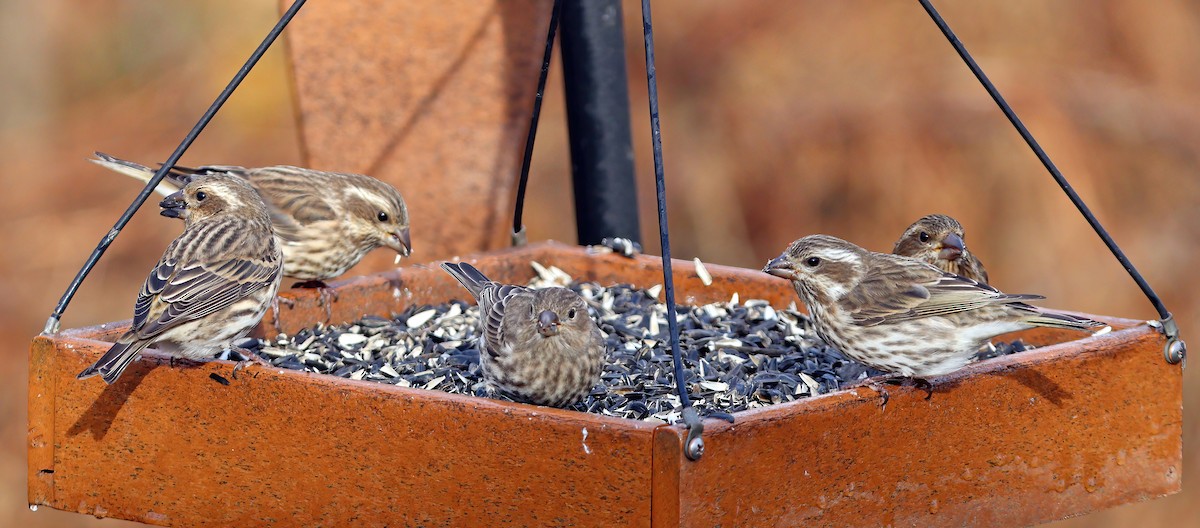 Purple Finch - ML644803937