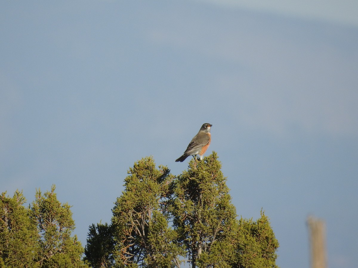 drozd stěhovavý - ML644803939