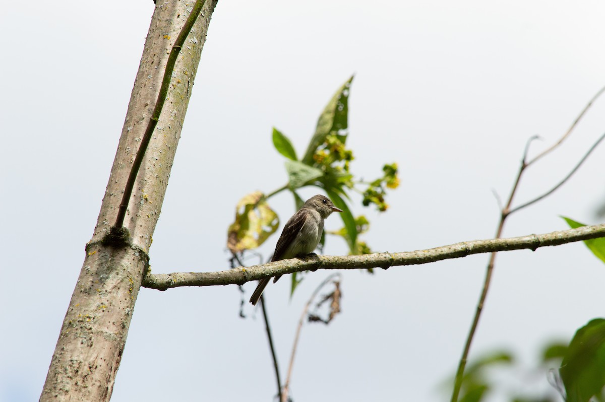 Eastern Wood-Pewee - ML644803940