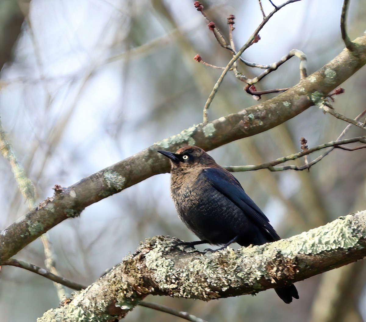 Rusty Blackbird - ML644803944
