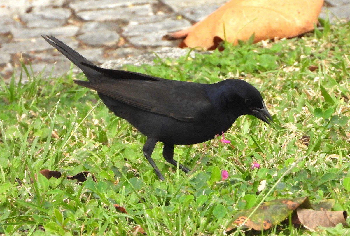 Shiny Cowbird - ML644803956