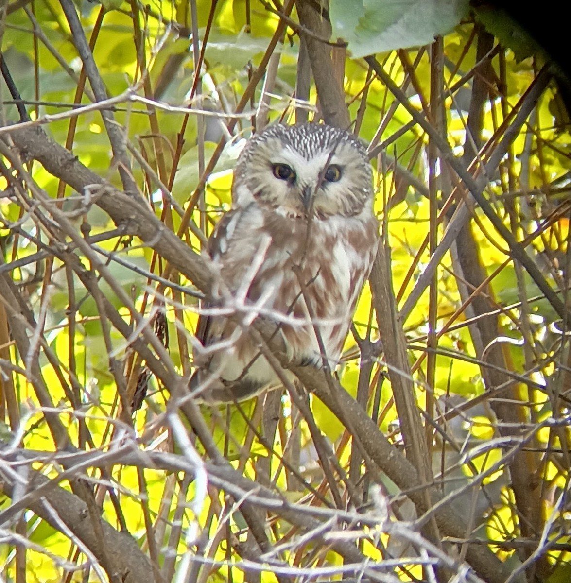 Northern Saw-whet Owl - ML644803965