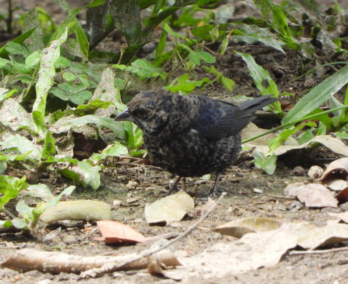 Blue-black Grassquit - ML644803974