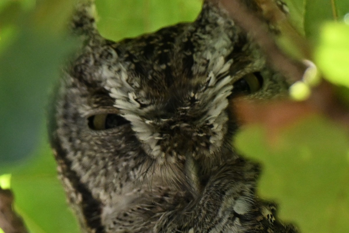 výreček americký - ML644803981