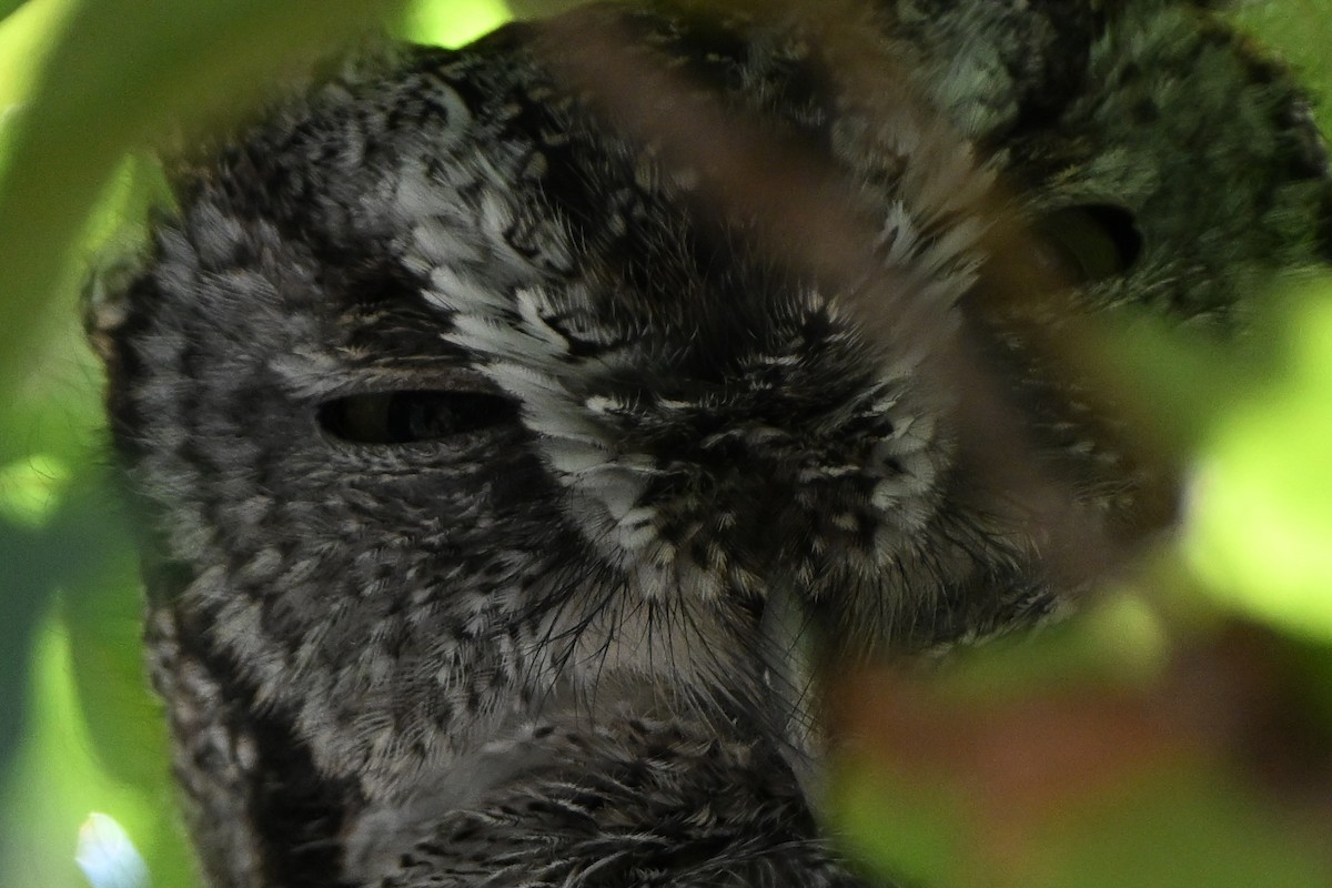 výreček americký - ML644803982