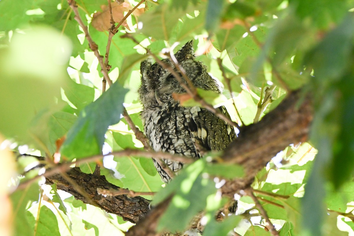 výreček americký - ML644803986