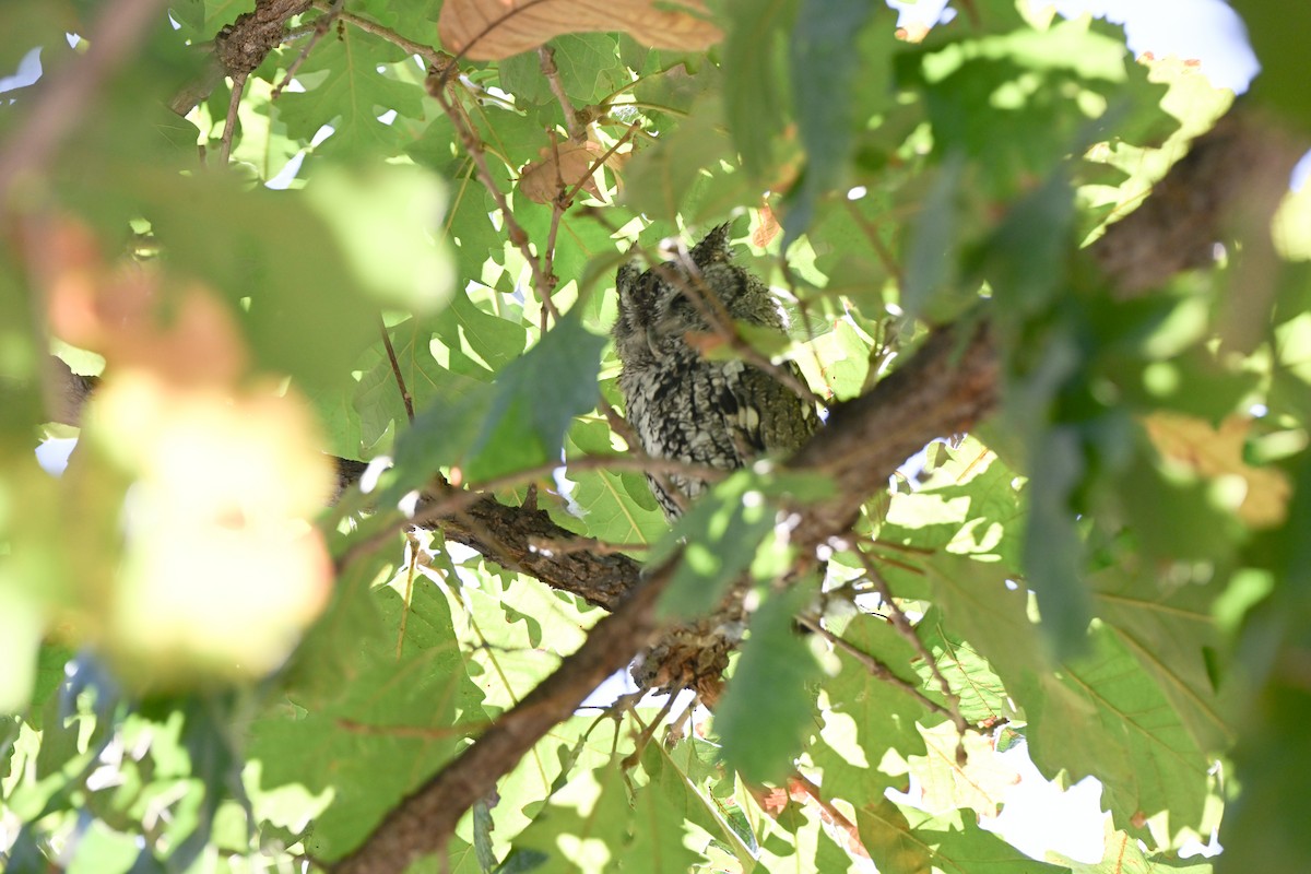 výreček americký - ML644803990