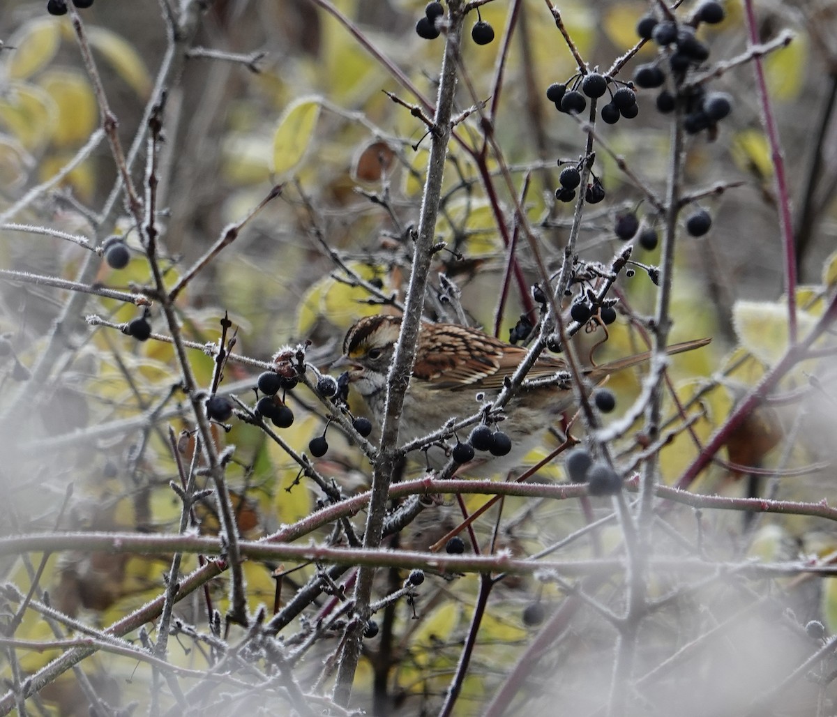 White-throated Sparrow - ML644803992