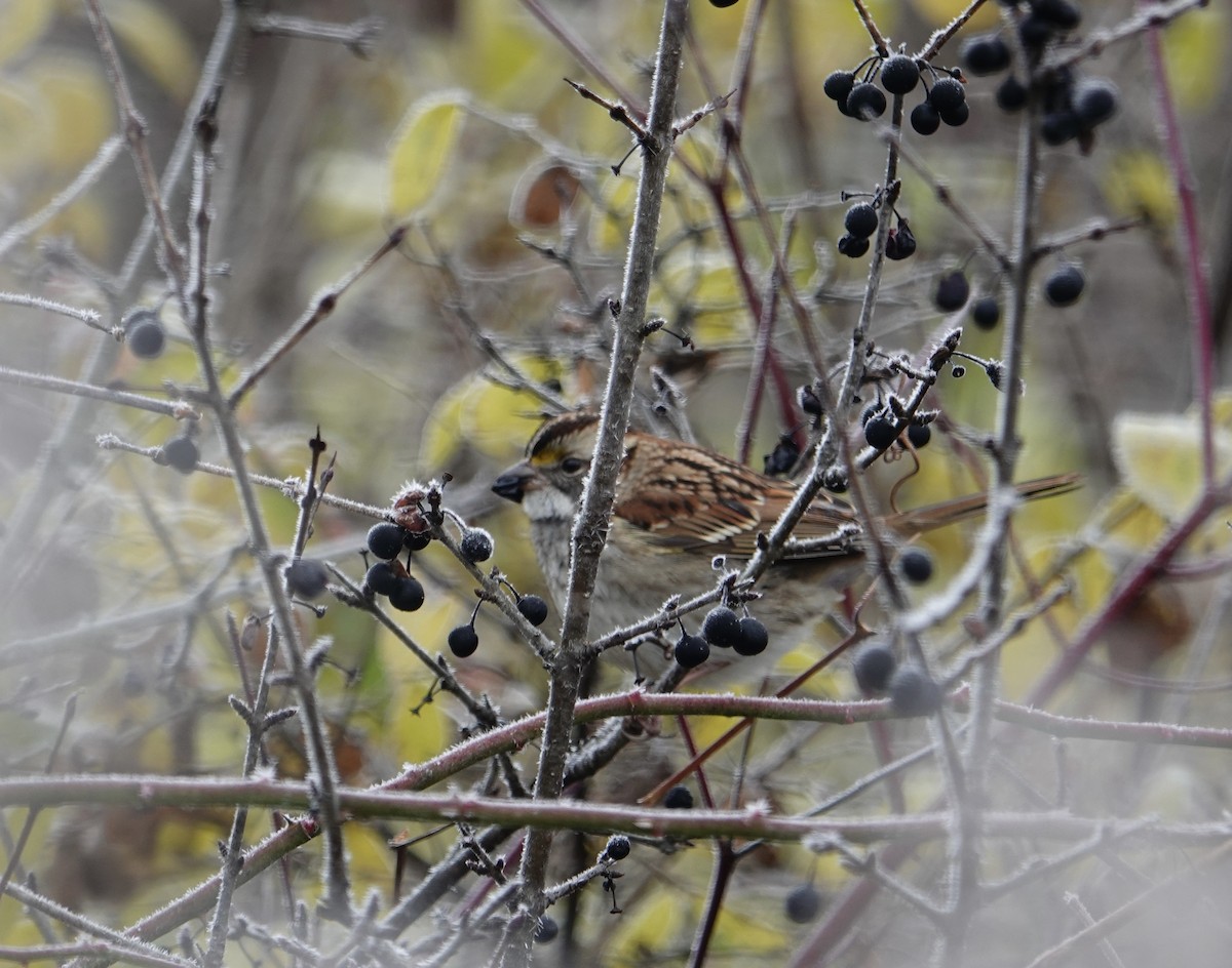 White-throated Sparrow - ML644803995