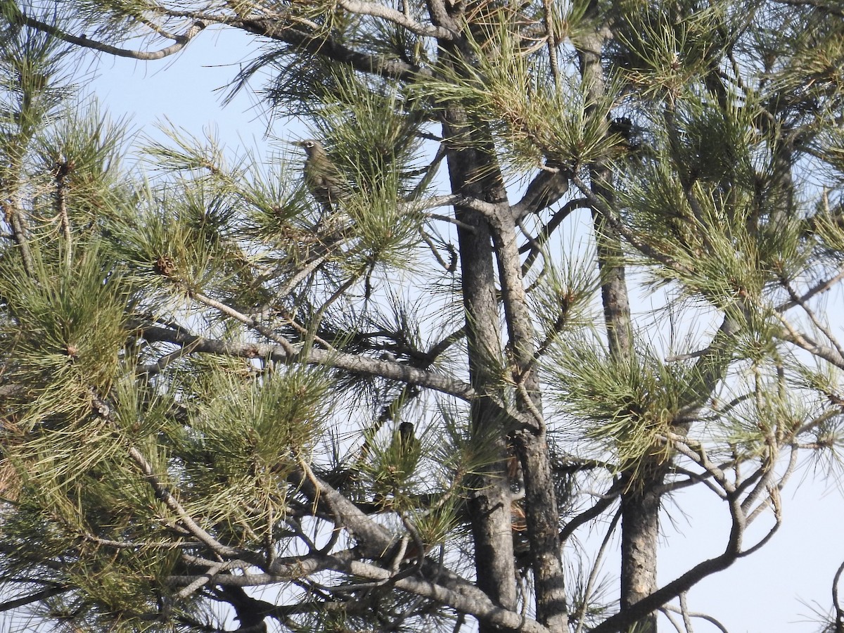 drozd stěhovavý - ML644803997