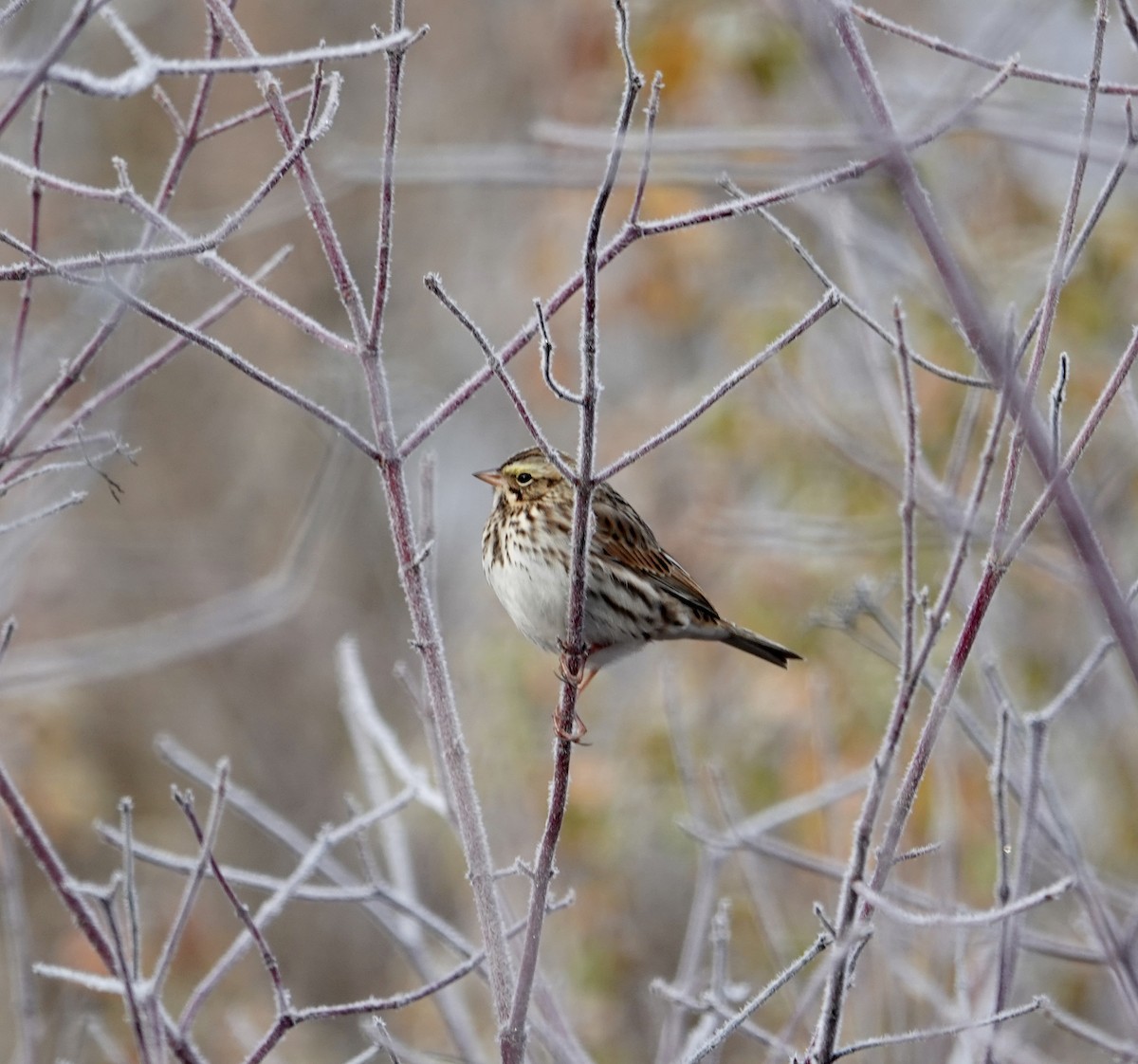 Savannah Sparrow - ML644803998