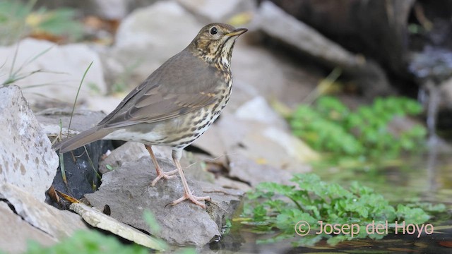 Öter Ardıç - ML644804000