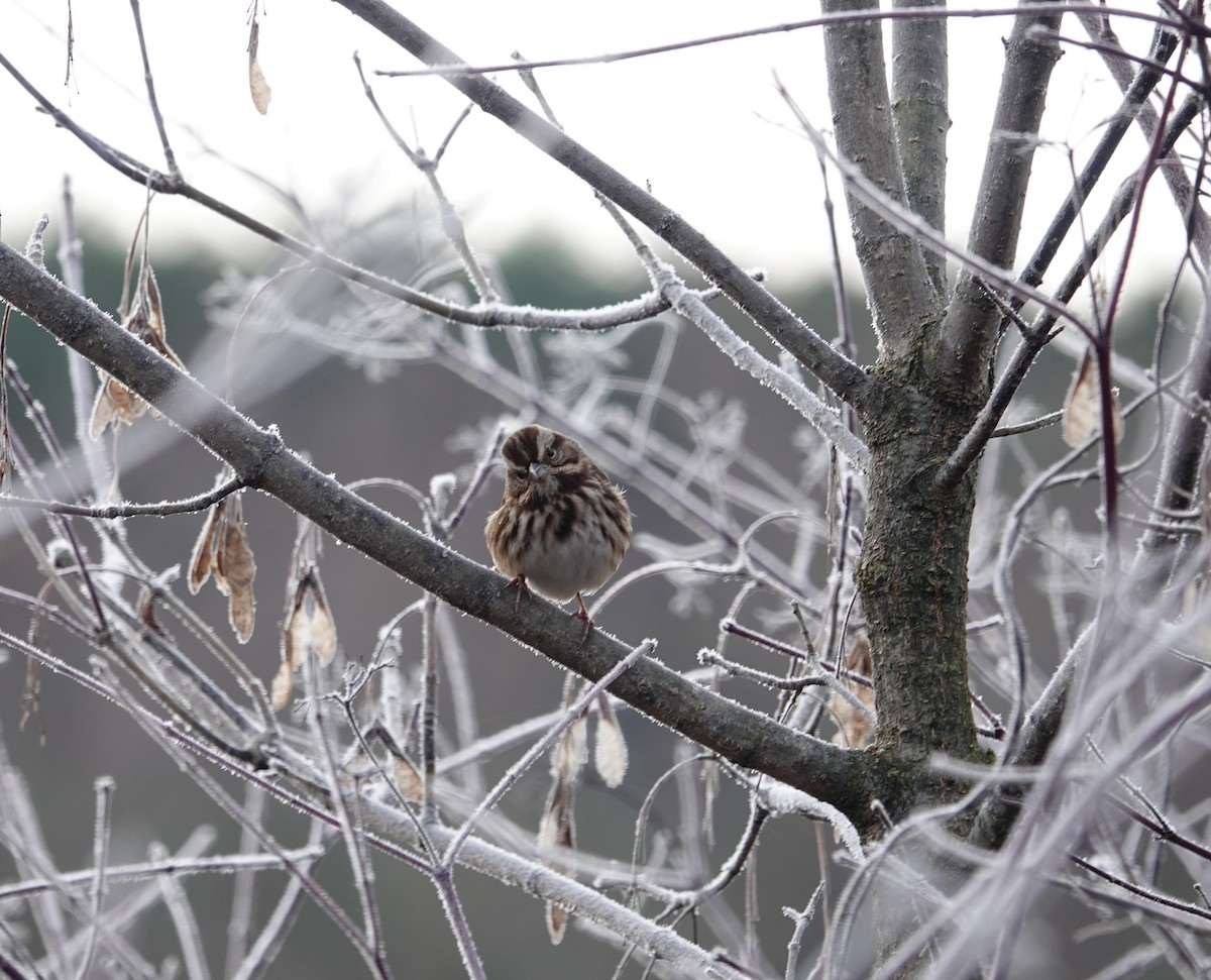 Song Sparrow - ML644804005