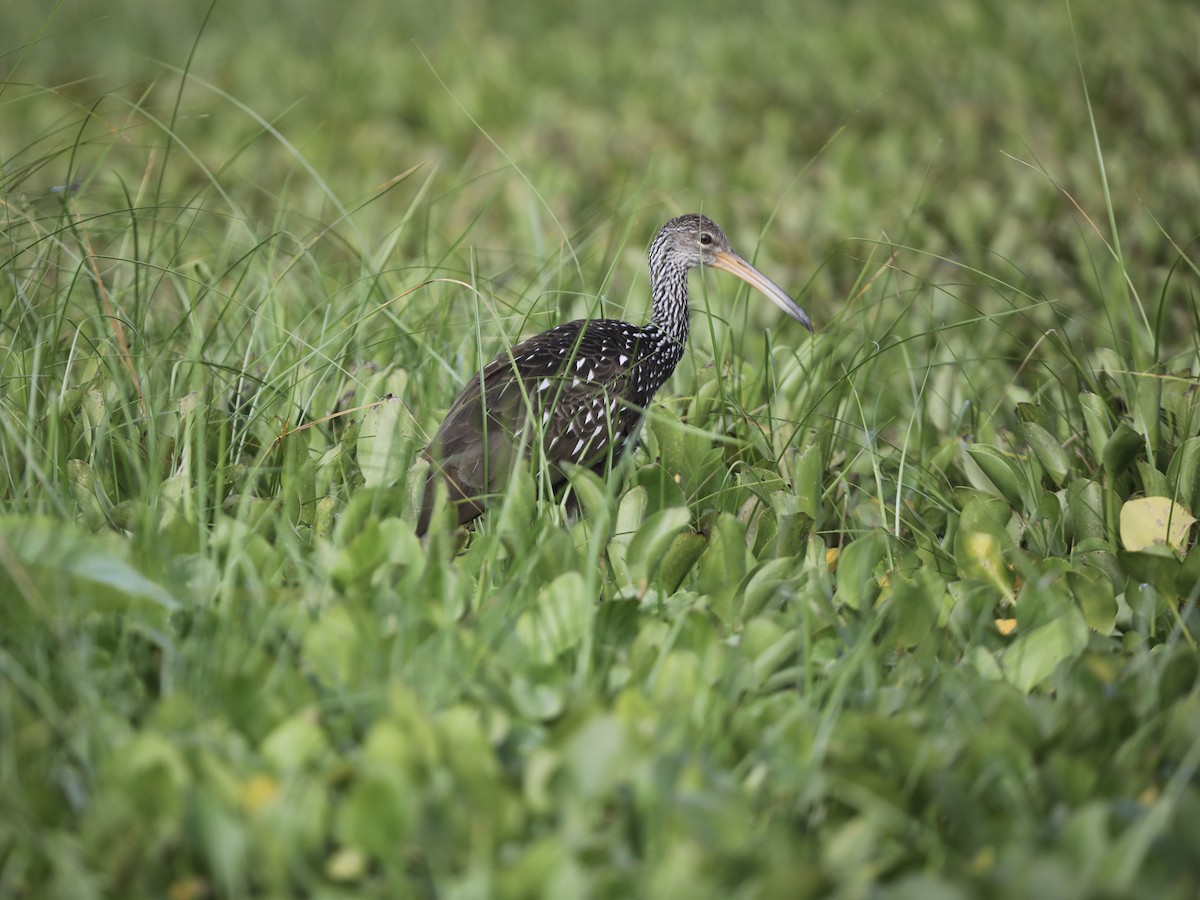 kurlan chřástalovitý - ML644804006