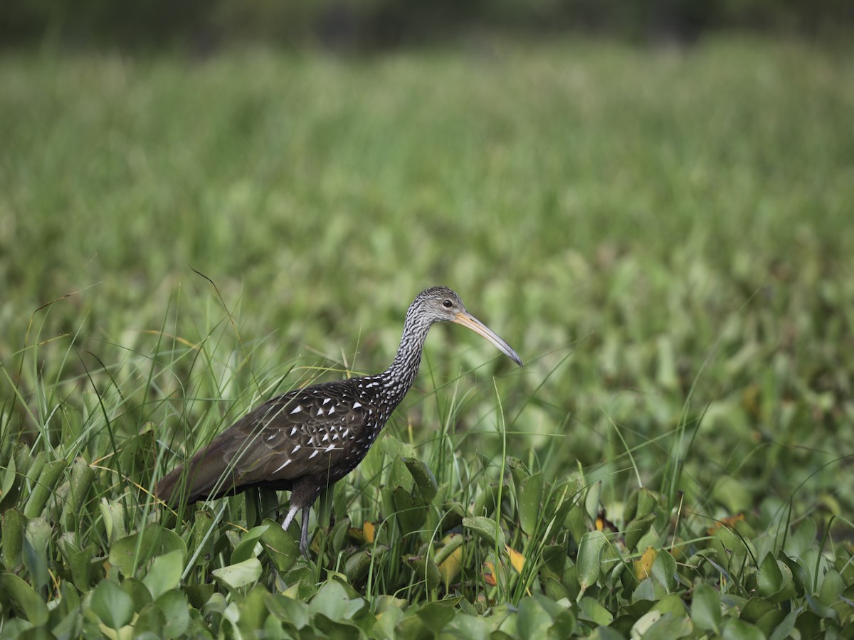 kurlan chřástalovitý - ML644804007