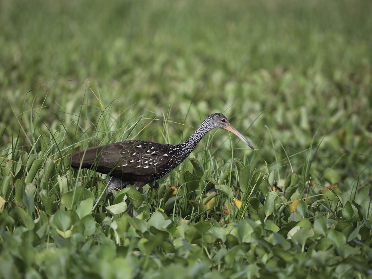 kurlan chřástalovitý - ML644804008