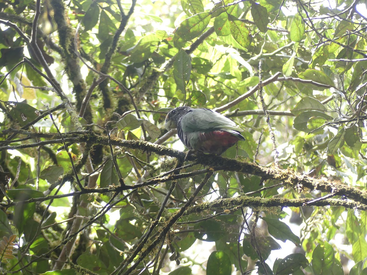 Speckle-faced Parrot - ML644804025