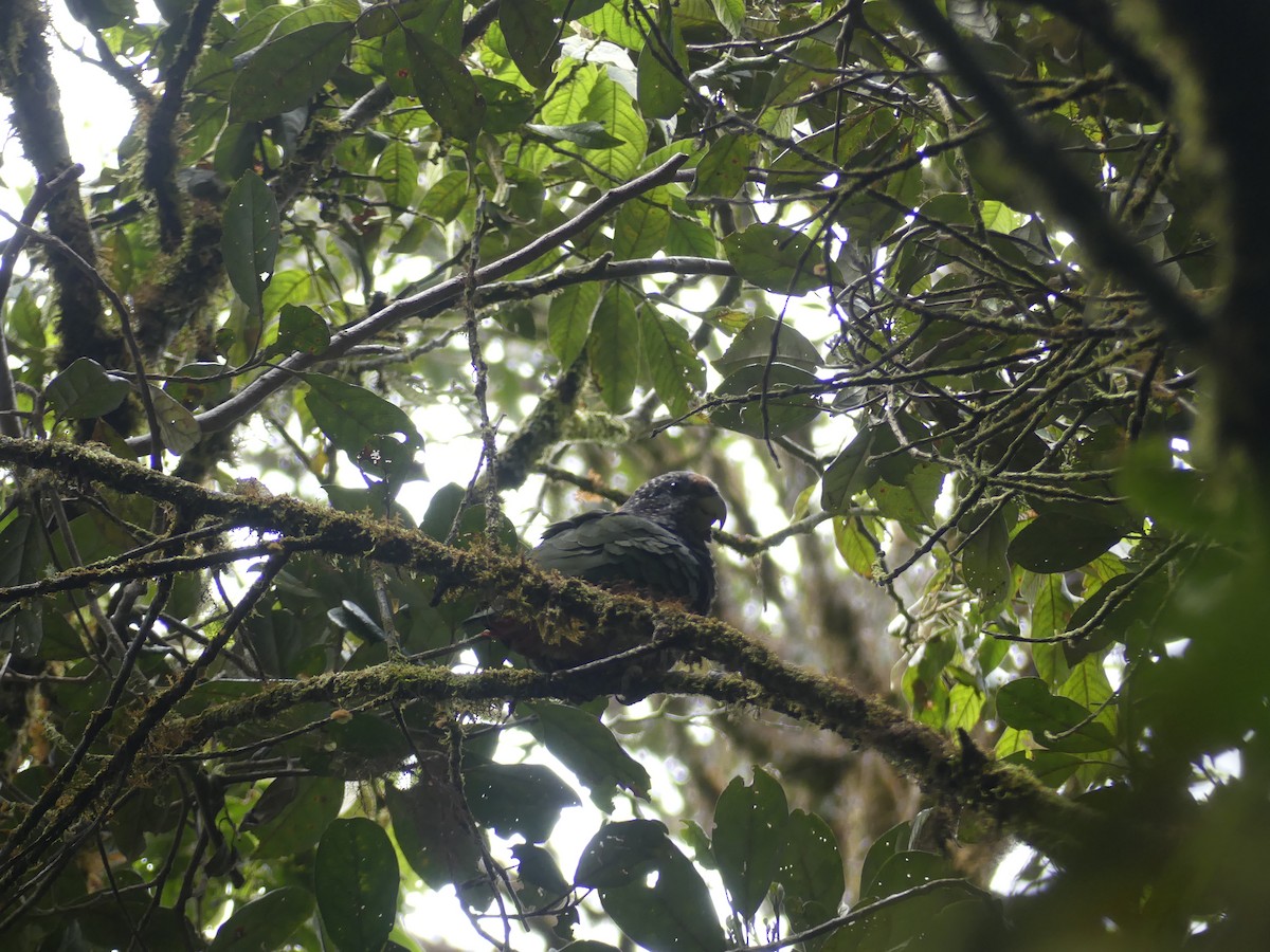 Speckle-faced Parrot - ML644804026