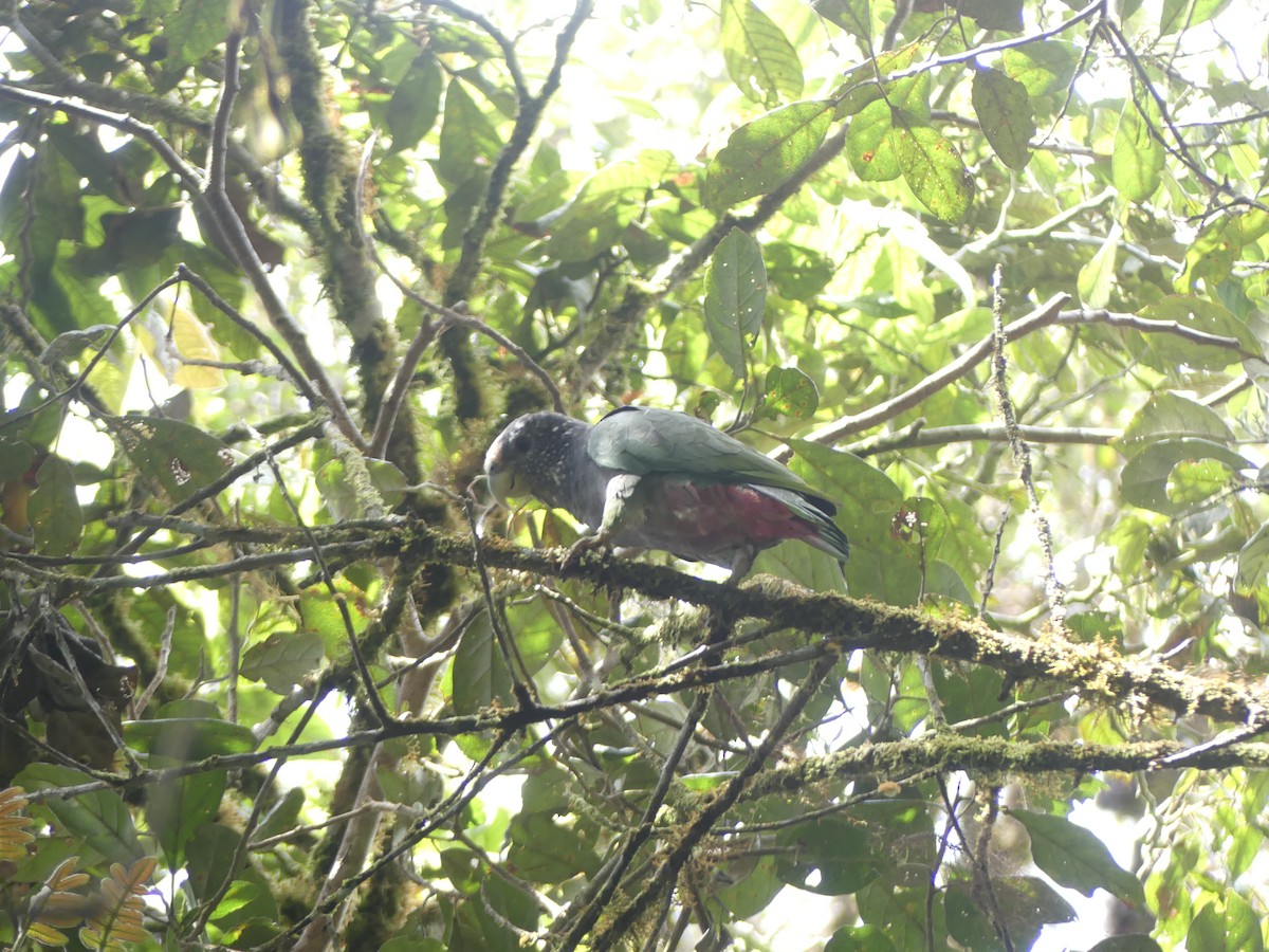 Speckle-faced Parrot - ML644804027