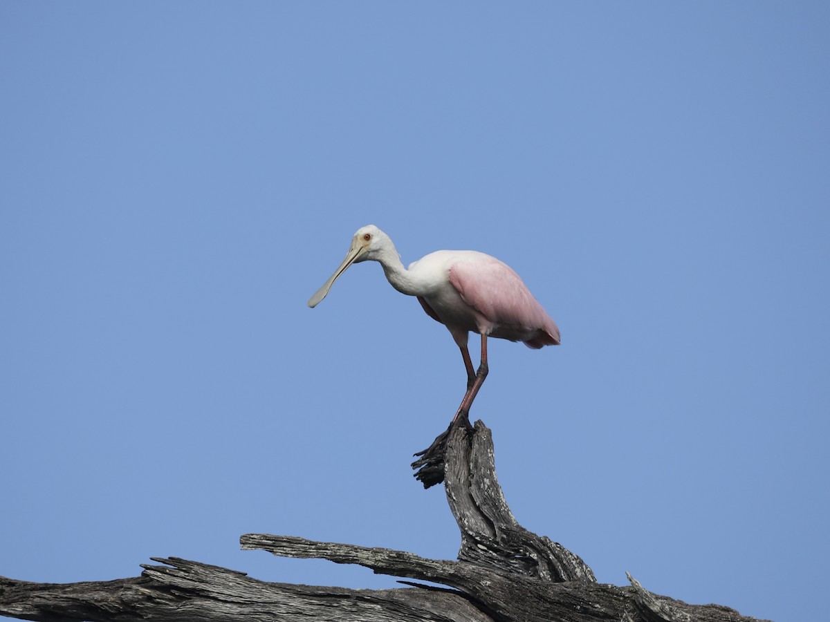 kolpík růžový - ML644804030