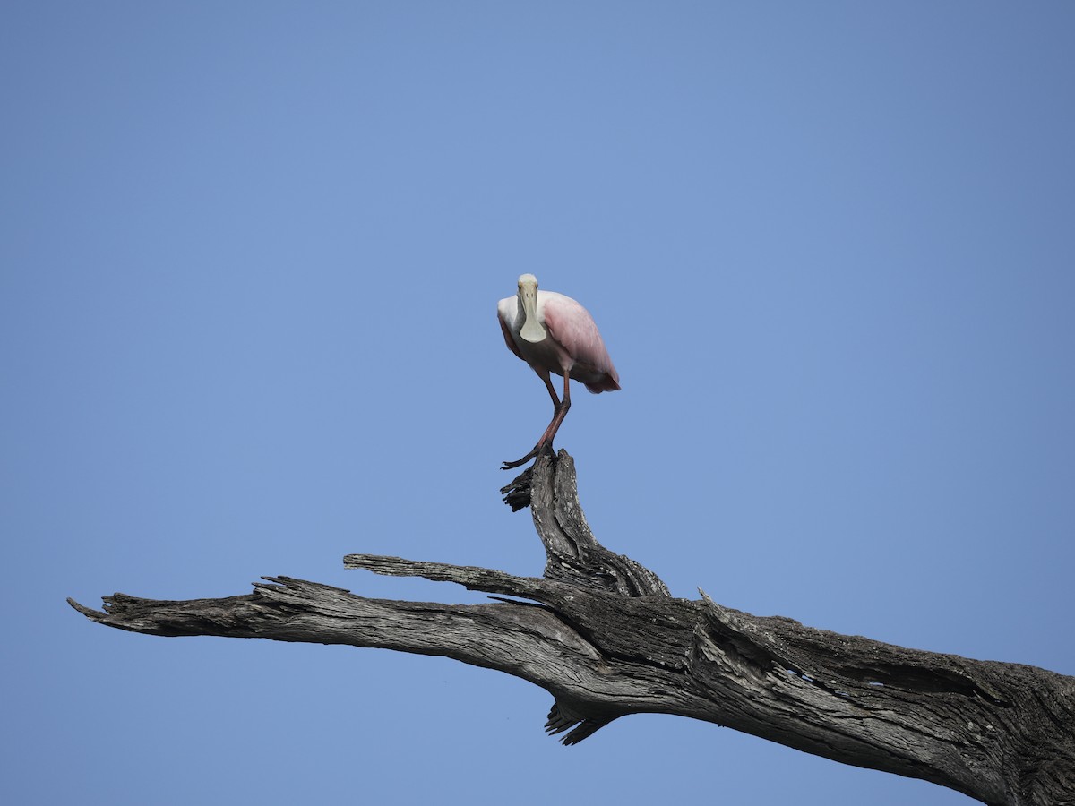 kolpík růžový - ML644804031