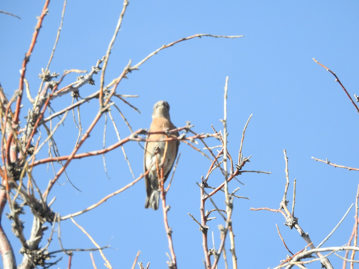 vestblåfugl - ML644804047