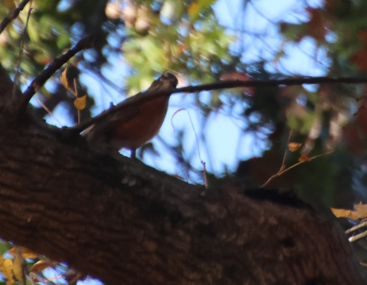 drozd stěhovavý - ML644804049