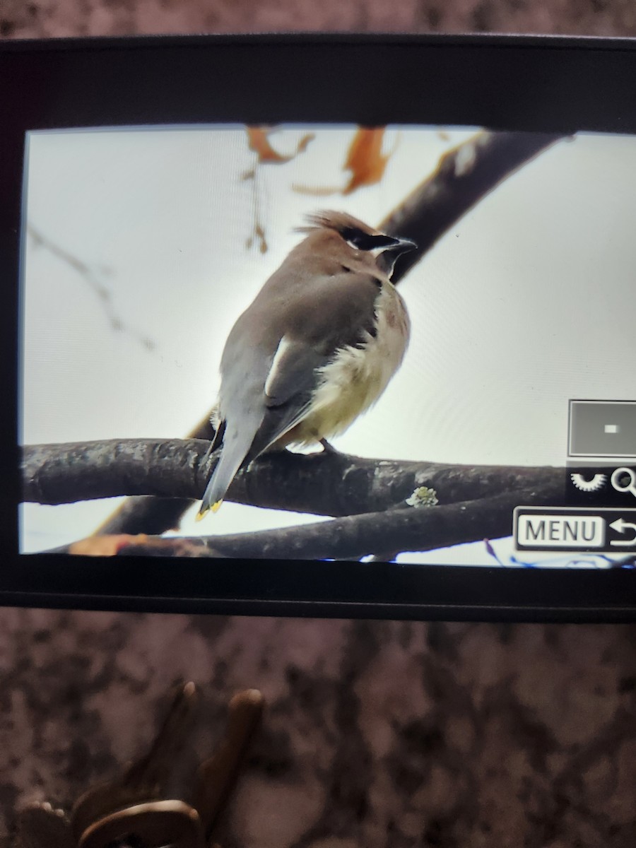 Cedar Waxwing - ML644804059