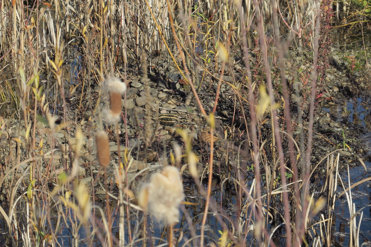 小鷸 - ML644804068