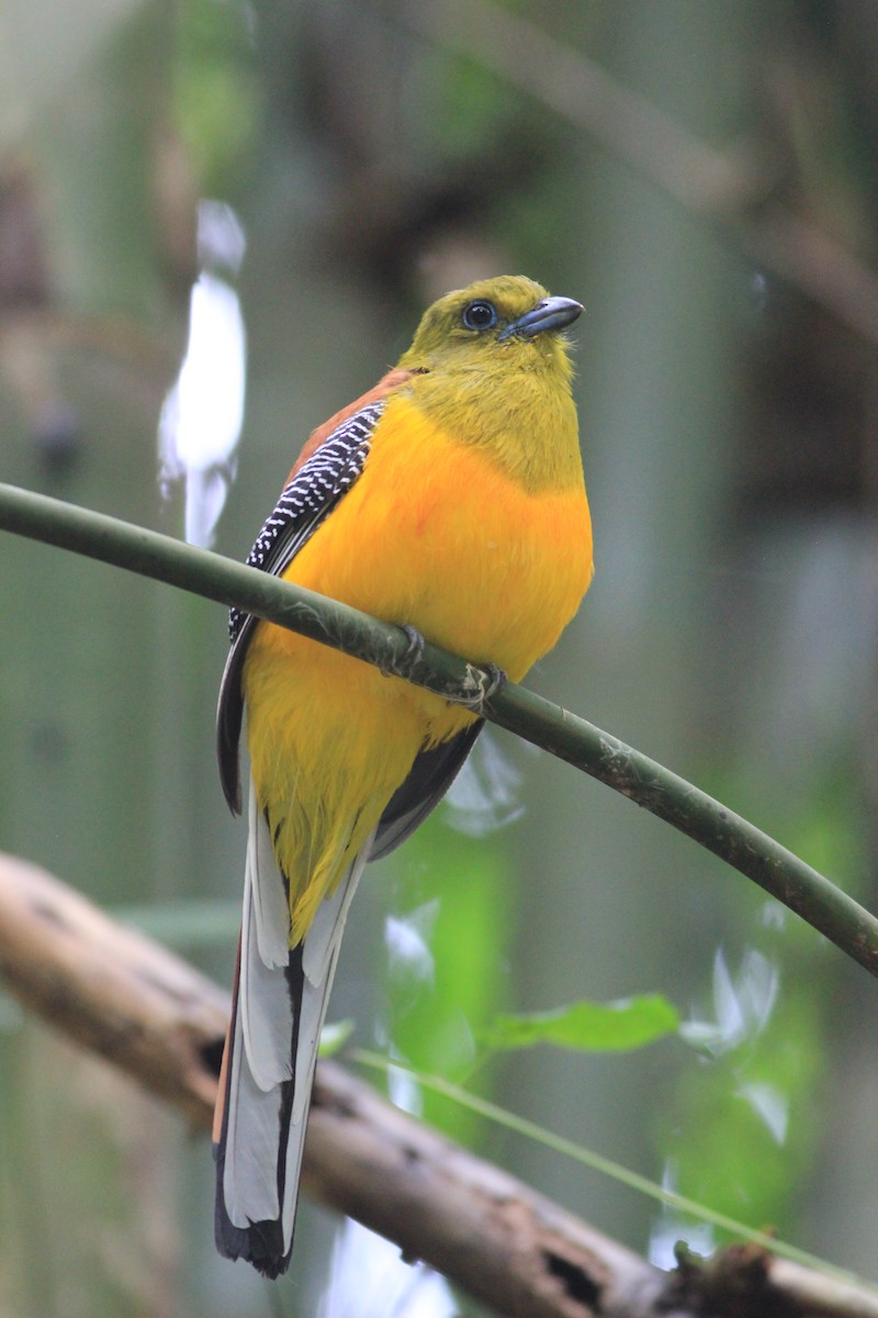 Оранжевобрюхий трогон - ML644804081