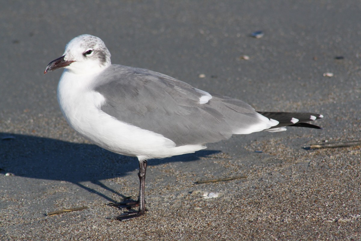 Ацтекская чайка - ML644804087