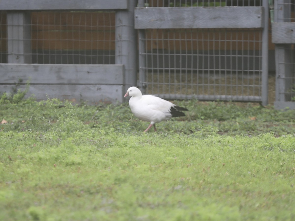 husa bělostná - ML644804092